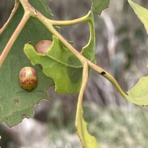 Paropsisterna fastidiosa at Ainslie, ACT - 4 Mar 2023