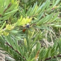 Ichneumonidae (family) (Unidentified ichneumon wasp) at Mount Ainslie - 4 Mar 2023 by Hejor1