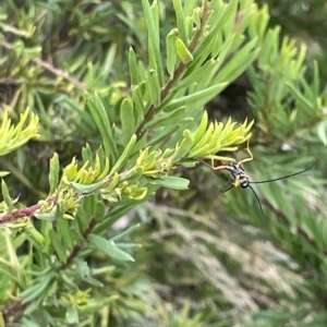 Ichneumonidae (family) at Ainslie, ACT - 4 Mar 2023 01:40 PM