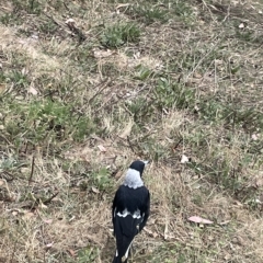 Gymnorhina tibicen at Ainslie, ACT - 4 Mar 2023