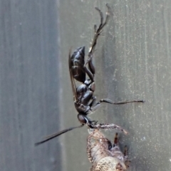 Pompilidae (family) (Unidentified Spider wasp) at Cook, ACT - 2 Mar 2023 by CathB