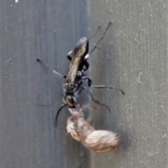 Pompilidae (family) at Cook, ACT - 2 Mar 2023