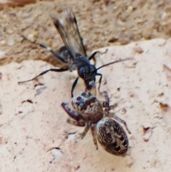 Pompilidae (family) at Cook, ACT - 2 Mar 2023