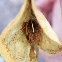 Hortophora sp. (genus) (Garden orb weaver) at Aranda Bushland - 3 Mar 2023 by CathB