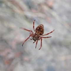 Hortophora sp. (genus) at Aranda, ACT - 3 Mar 2023 07:03 AM