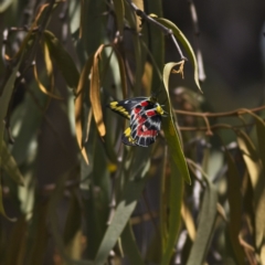 Delias harpalyce (Imperial Jezebel) at Belconnen, ACT - 4 Mar 2023 by MichaelWenke