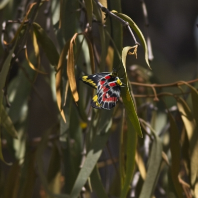 Delias harpalyce (Imperial Jezebel) at Lake Ginninderra - 4 Mar 2023 by Trevor