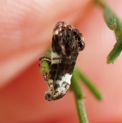 Eupselia aristonica (A Twig Moth) at Mount Painter - 4 Mar 2023 by CathB