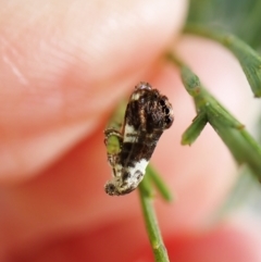 Eupselia aristonica at Cook, ACT - 5 Mar 2023