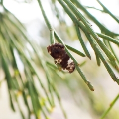 Eupselia aristonica at Cook, ACT - 5 Mar 2023