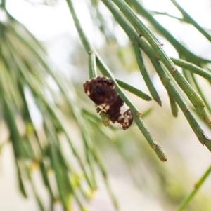 Eupselia aristonica at Cook, ACT - 5 Mar 2023