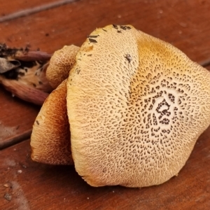 Gymnopilus sp. at Page, ACT - 5 Mar 2023