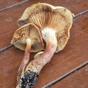 Gymnopilus sp. at Page, ACT - 5 Mar 2023