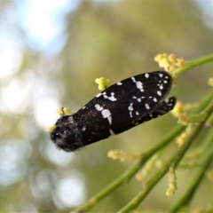 Psychanisa baliodes (A Case moth) at Mount Painter - 4 Mar 2023 by CathB