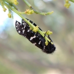 Psychanisa baliodes at Cook, ACT - 5 Mar 2023