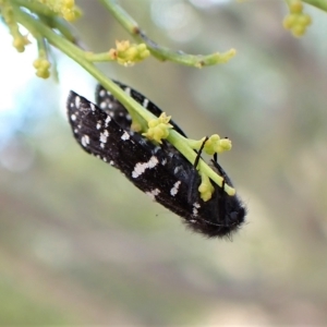 Psychanisa baliodes at Cook, ACT - 5 Mar 2023