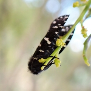 Psychanisa baliodes at Cook, ACT - 5 Mar 2023