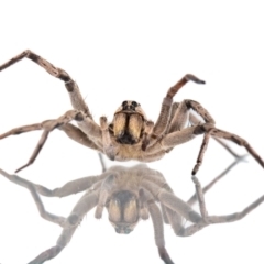 Portacosa cinerea (Grey wolf spider) at QPRC LGA - 2 Mar 2023 by MarkT