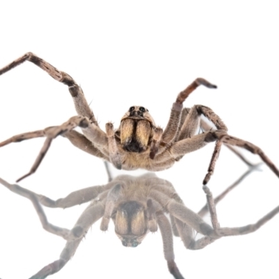 Portacosa cinerea (Grey wolf spider) at QPRC LGA - 2 Mar 2023 by MarkT