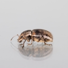 Naupactus leucoloma at Jerrabomberra, NSW - 3 Mar 2023