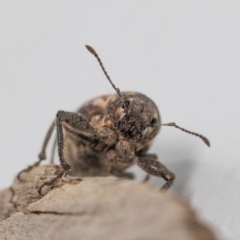 Naupactus leucoloma at Jerrabomberra, NSW - 3 Mar 2023