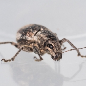 Naupactus leucoloma at Jerrabomberra, NSW - 3 Mar 2023