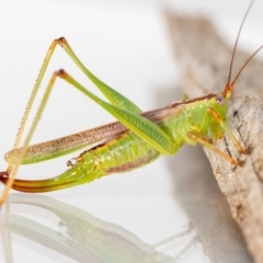 Conocephalomima barameda (False Meadow Katydid, Barameda) at Jerrabomberra, NSW - 2 Mar 2023 by MarkT