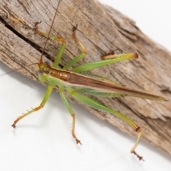 Conocephalomima barameda at suppressed - 3 Mar 2023