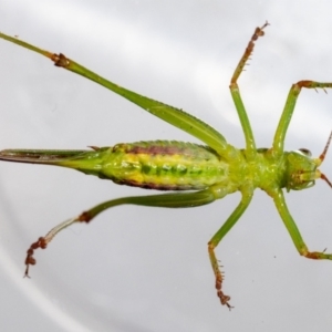 Conocephalomima barameda at Jerrabomberra, NSW - 3 Mar 2023