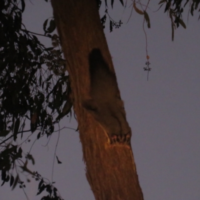 Petaurus norfolcensis (Squirrel Glider) at Tarcutta, NSW - 4 Mar 2023 by BenW