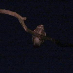 Ninox boobook at Tarcutta, NSW - 4 Mar 2023 08:21 PM