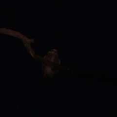 Ninox boobook at Tarcutta, NSW - 4 Mar 2023 08:21 PM