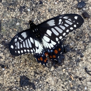 Papilio anactus at Fadden, ACT - 5 Mar 2023