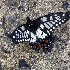Papilio anactus at Fadden, ACT - 5 Mar 2023