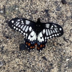 Papilio anactus at Fadden, ACT - 5 Mar 2023