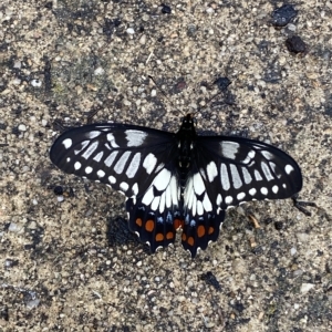 Papilio anactus at Fadden, ACT - 5 Mar 2023