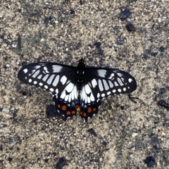 Papilio anactus at Fadden, ACT - 5 Mar 2023