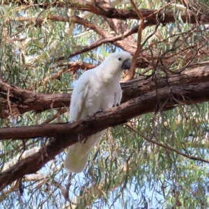 Cacatua galerita at Kambah, ACT - 4 Mar 2023