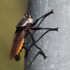 Blepharotes sp. (Robber fly) at Albury - 4 Mar 2023 by KylieWaldon