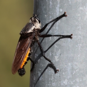 Blepharotes sp. at Albury, NSW - 5 Mar 2023