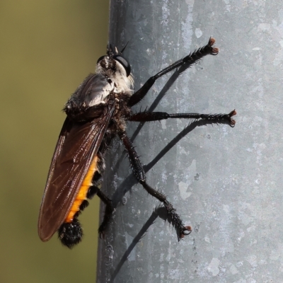 Blepharotes sp. (Robber fly) at Nail Can Hill - 5 Mar 2023 by KylieWaldon