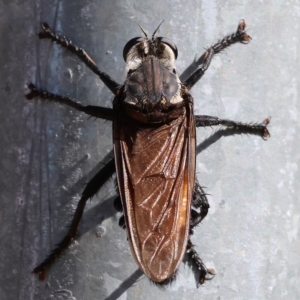 Blepharotes sp. at Albury, NSW - 5 Mar 2023 10:37 AM