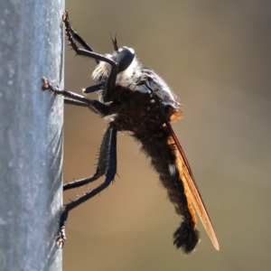 Blepharotes sp. at Albury, NSW - 5 Mar 2023