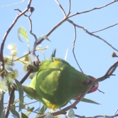 Glossopsitta concinna (TBC) at Arapiles, VIC - 1 Oct 2022 by TomW