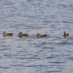 Spatula rhynchotis (Australasian Shoveler) at West Belconnen Pond - 4 Mar 2023 by RodDeb