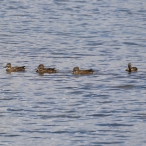 Spatula rhynchotis at Dunlop, ACT - 4 Mar 2023