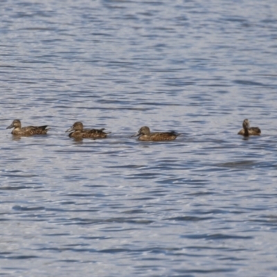 Spatula rhynchotis (Australasian Shoveler) at Dunlop, ACT - 4 Mar 2023 by RodDeb