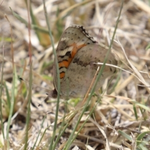 Junonia villida at Dunlop, ACT - 4 Mar 2023 01:18 PM