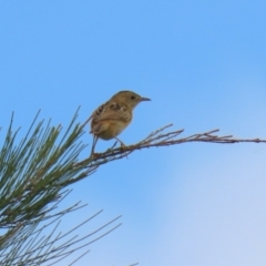 Cisticola exilis at Dunlop, ACT - 4 Mar 2023 01:28 PM