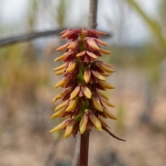 Corunastylis densa (Dense Midge Orchid) at Sassafras, NSW - 1 Mar 2023 by RobG1